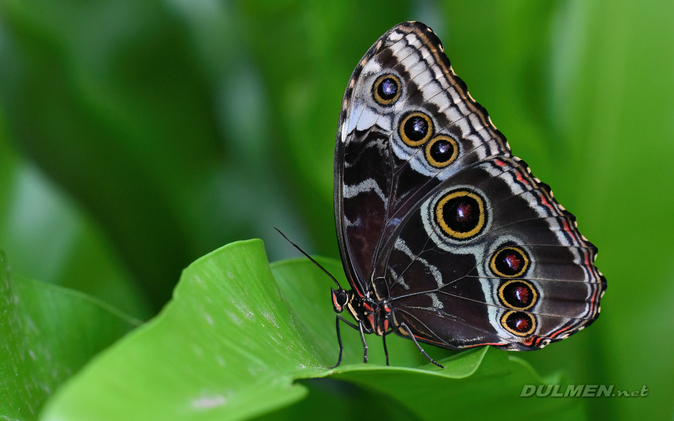 Common morpho (Morpho peleides)